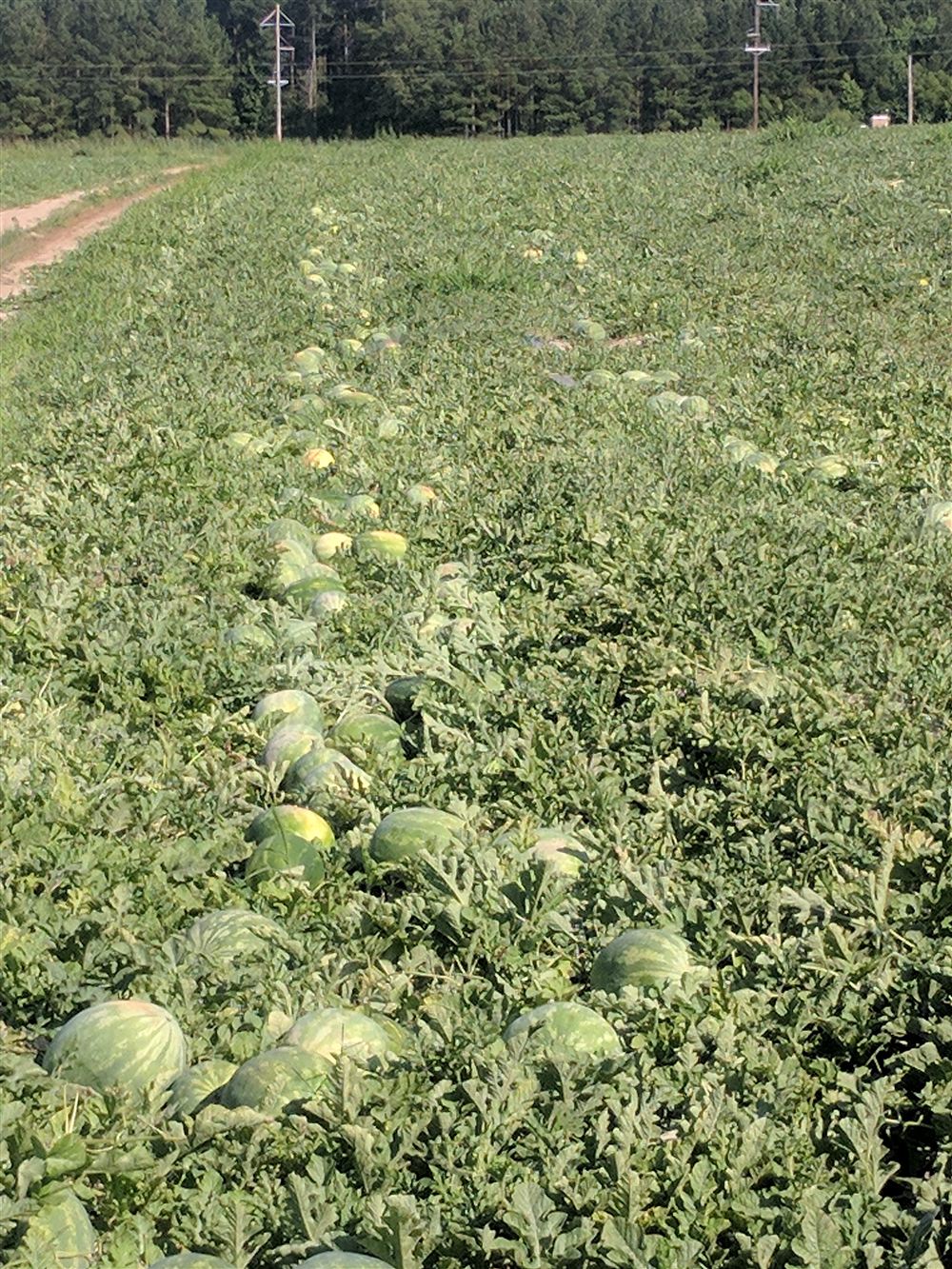 Watermelon field with harvest-ready melons lined along the rows