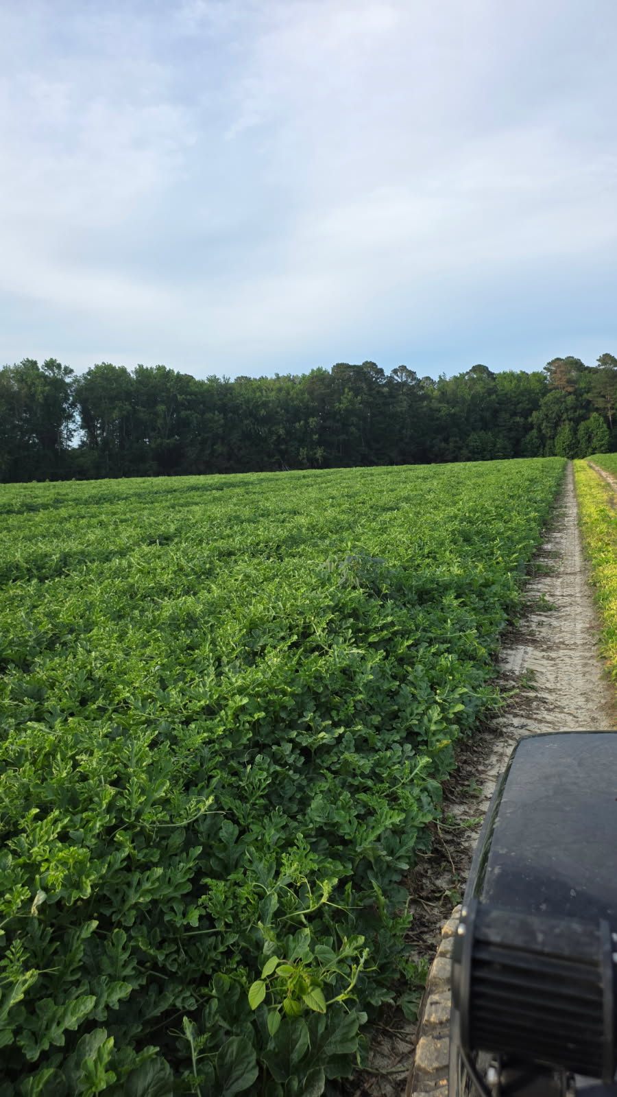 Green watermelon field rows to the tree line