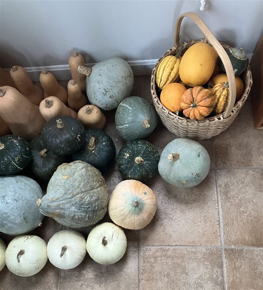 Assorted hard winter squash