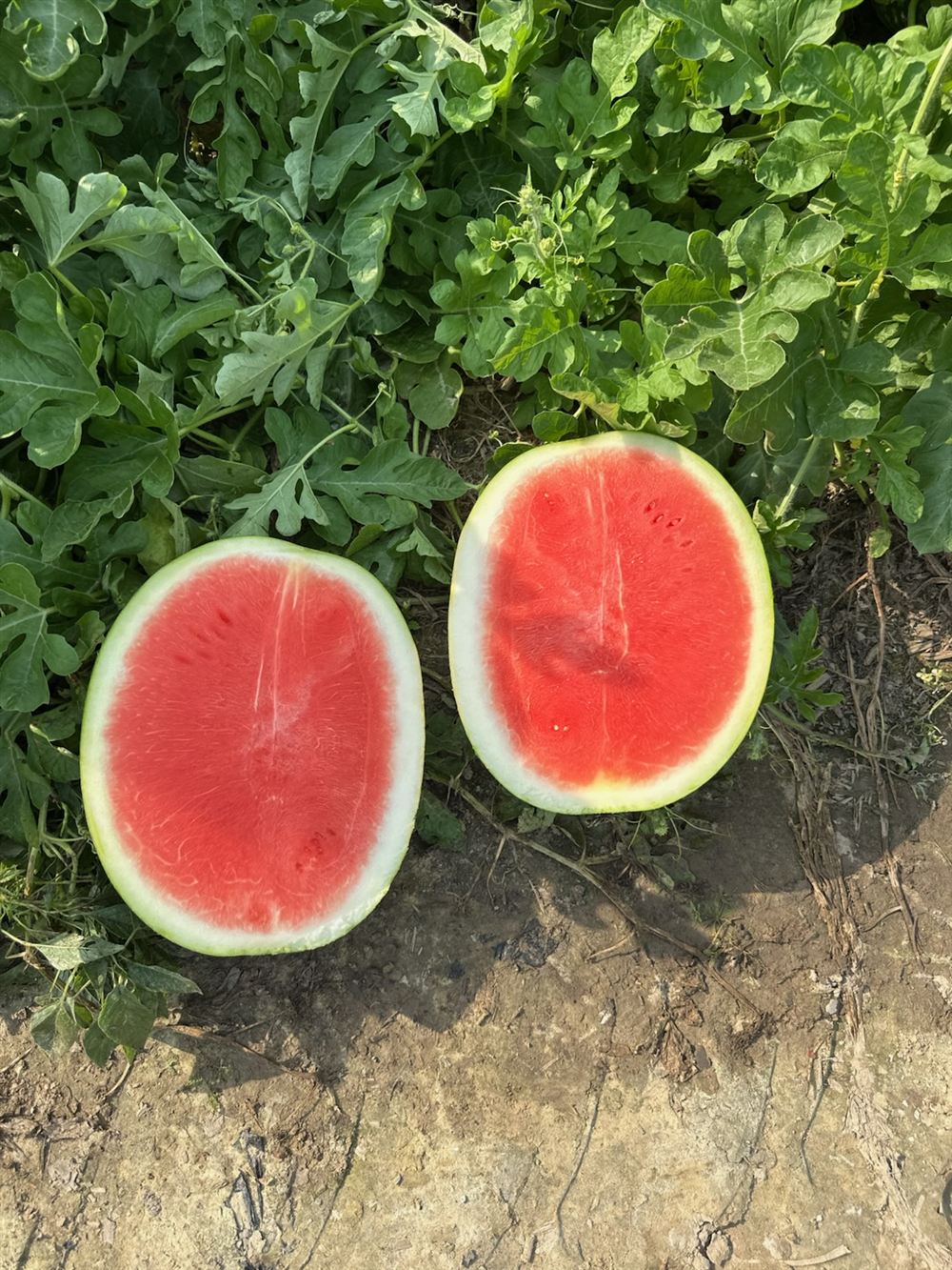 Two freshly cut seedless watermelon halves in the field showing vivid red flesh