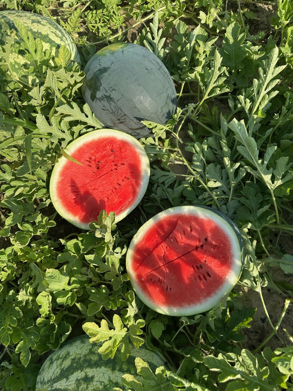 Cut watermelon rounds among the vines