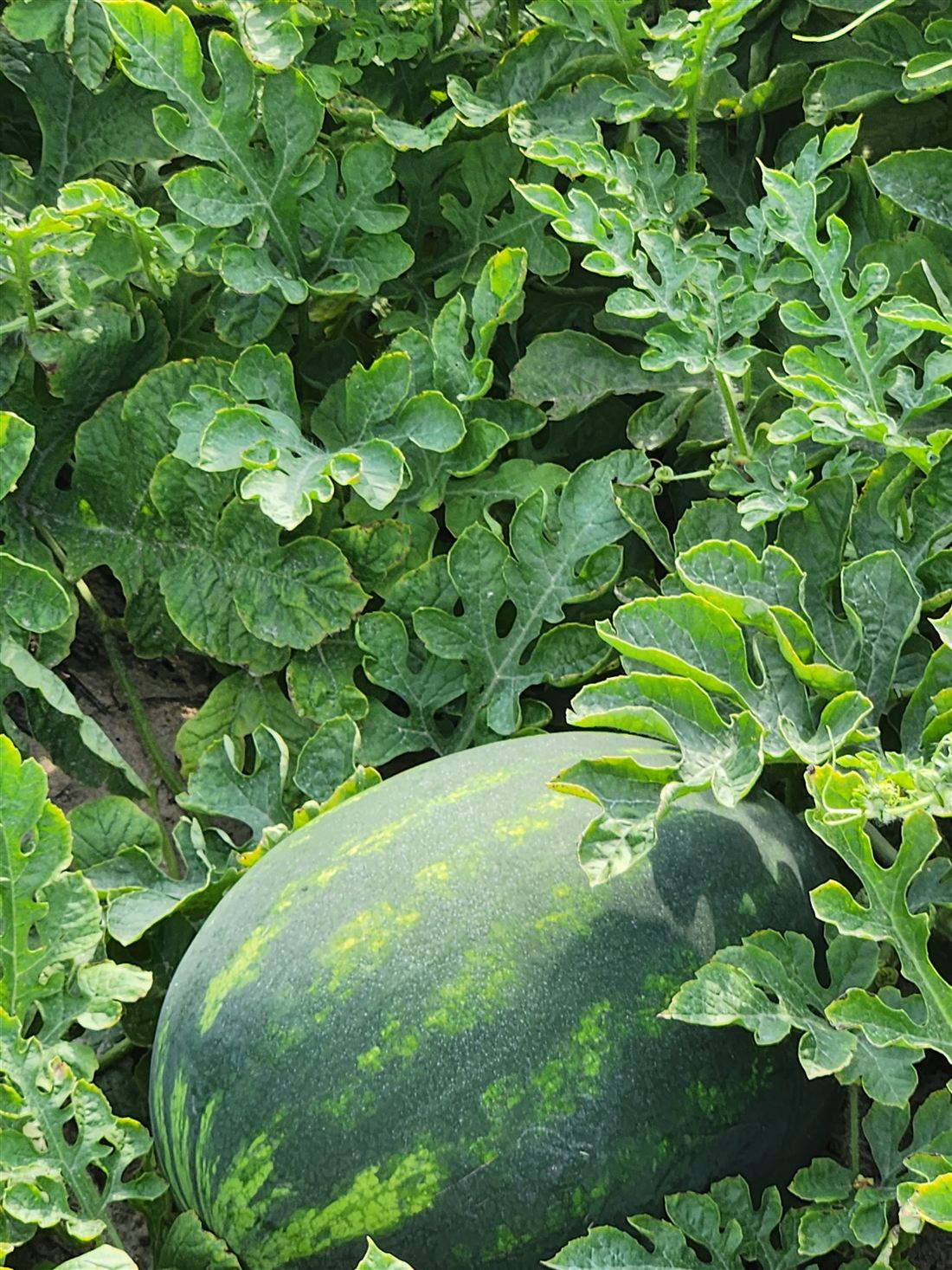 A Willis Produce seedless watermelon ripening on the vine in our Lodge, SC field