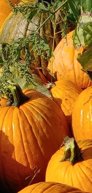 Jack-o'-lantern pumpkins at harvest