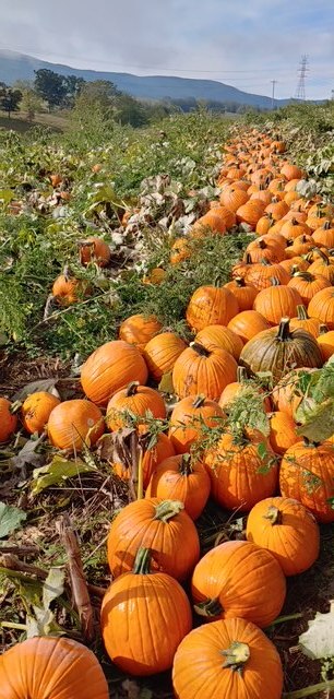 Rows of pumpkins windrowed at harvest