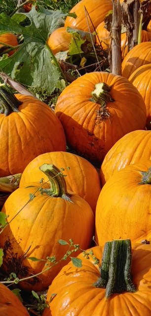 Orange jack-o'-lantern pumpkins on the vine in our field