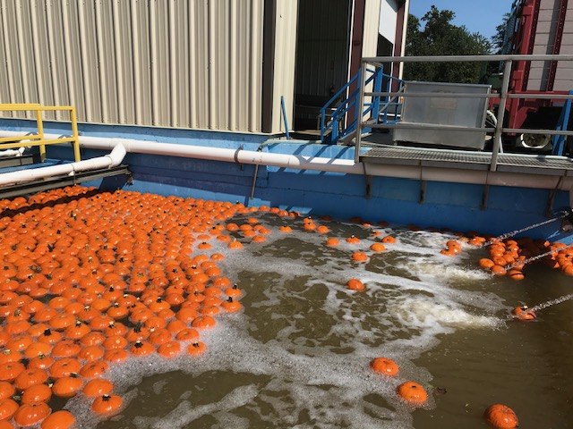 Pumpkins moving through our wash line