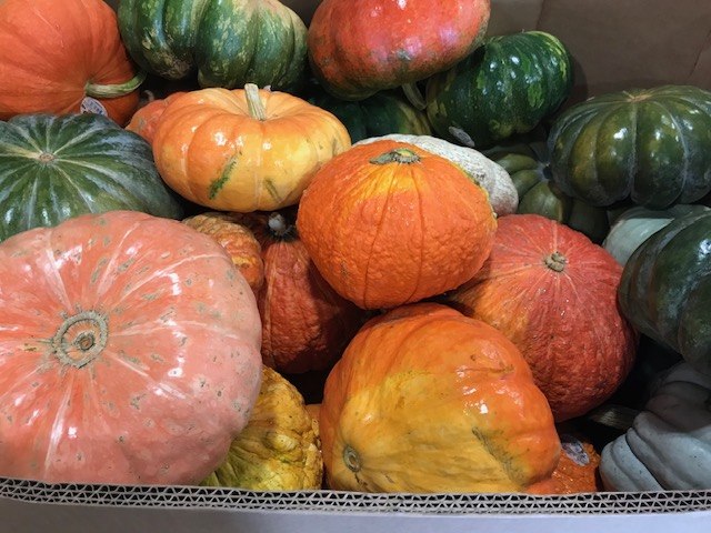 Specialty and heirloom pumpkins packed in a carton