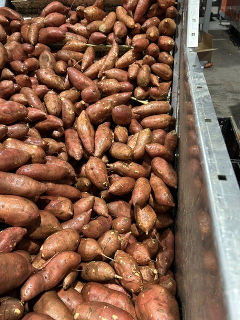 Bins of graded sweet potatoes in the packinghouse