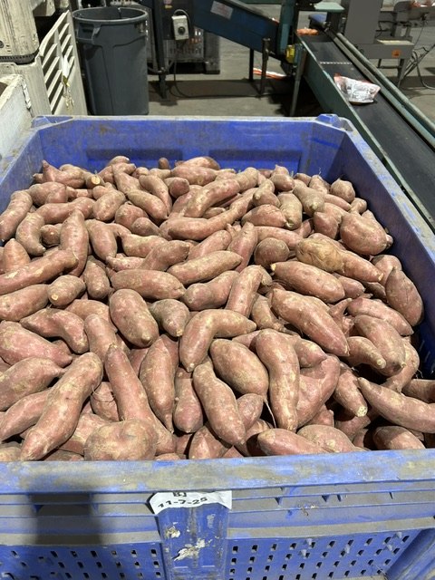 Bin of freshly harvested sweet potatoes in our packinghouse
