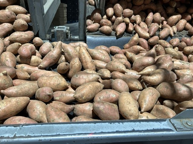 Sweet potatoes moving across our packing line